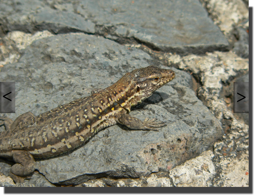 Gallotia galloti eisentrauti